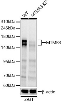 MTMR3 Antibody - Azide and BSA Free