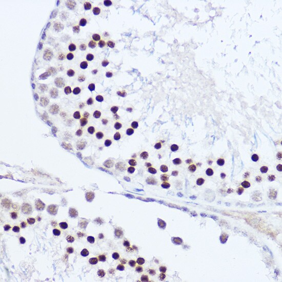 SKIV2L2 Antibody - BSA Free