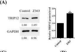 Thyroid receptor-interacting protein 12 Antibody - BSA Free