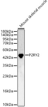 P2Y2 Antibody - BSA Free