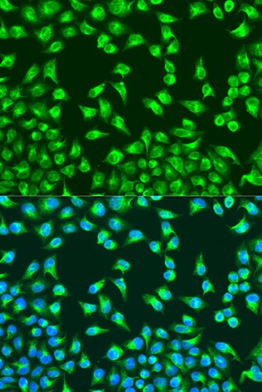 MT-CO2 Antibody - BSA Free