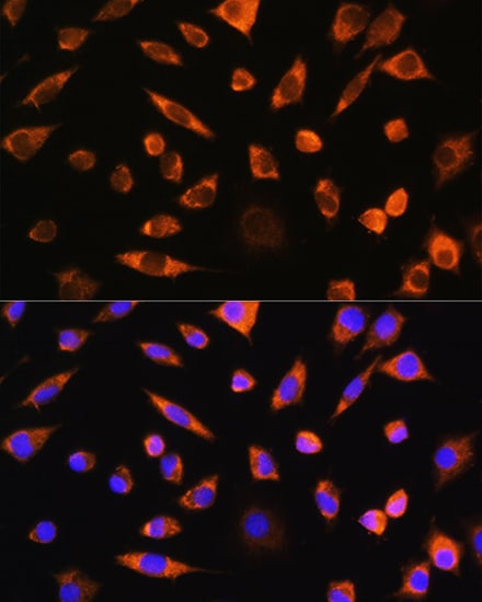 PEBP4 Antibody - Azide and BSA Free