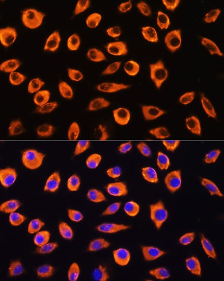 protocadherin beta 4 Antibody - Azide and BSA Free