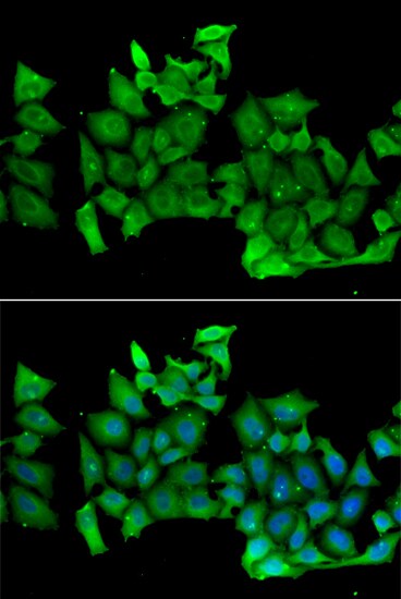RhoH Antibody - BSA Free