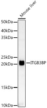 NRIF3 Antibody - Azide and BSA Free