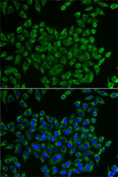 MRPS30 Antibody - BSA Free