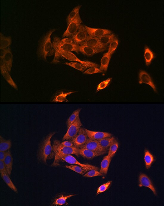 NOSTRIN Antibody - Azide and BSA Free