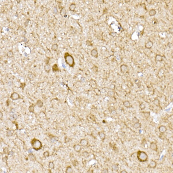 MTCO1 Antibody - Azide and BSA Free