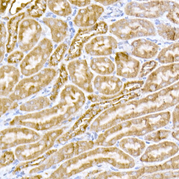MTCO1 Antibody - Azide and BSA Free