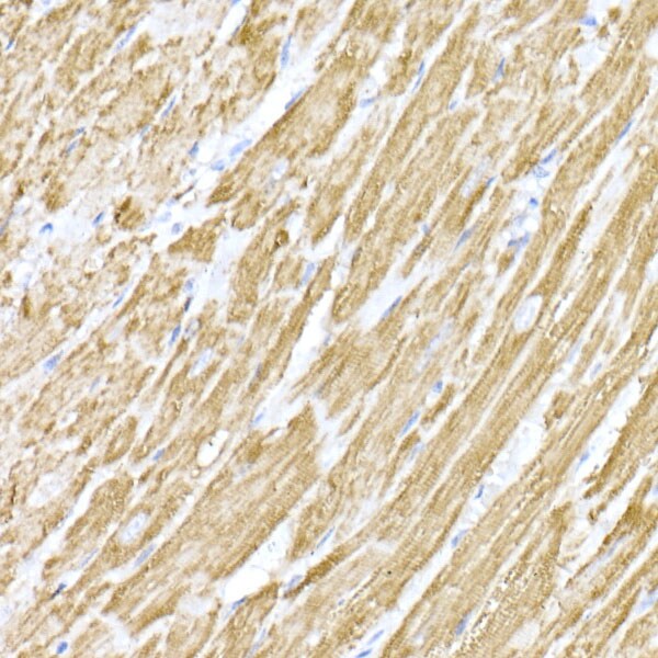 MTCO1 Antibody - Azide and BSA Free