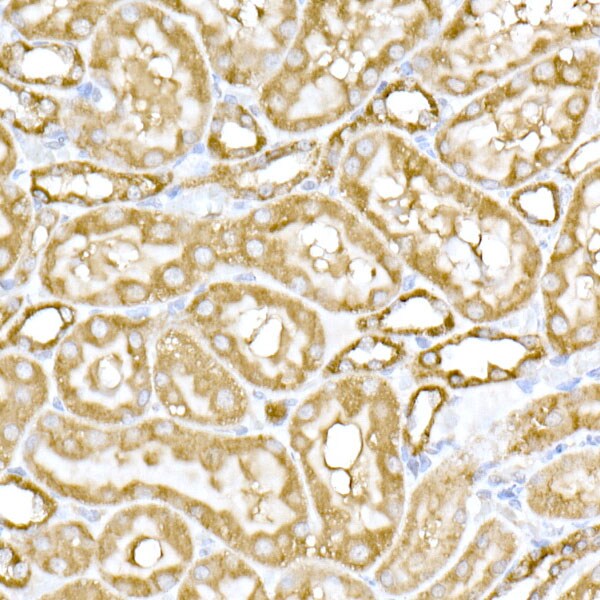 MTCO1 Antibody - Azide and BSA Free