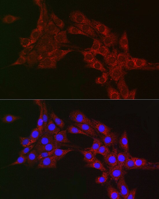 MTCO1 Antibody - Azide and BSA Free