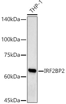 IRF2BP2 Antibody - Azide and BSA Free