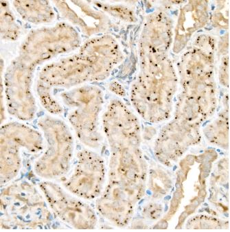 Wnt-2 Antibody - BSA Free