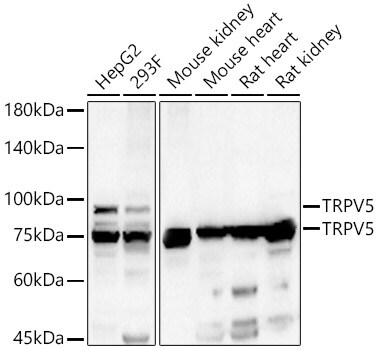 TRPV5 Antibody - BSA Free