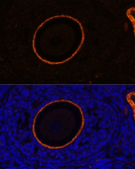 ZP3 Antibody - Azide and BSA Free