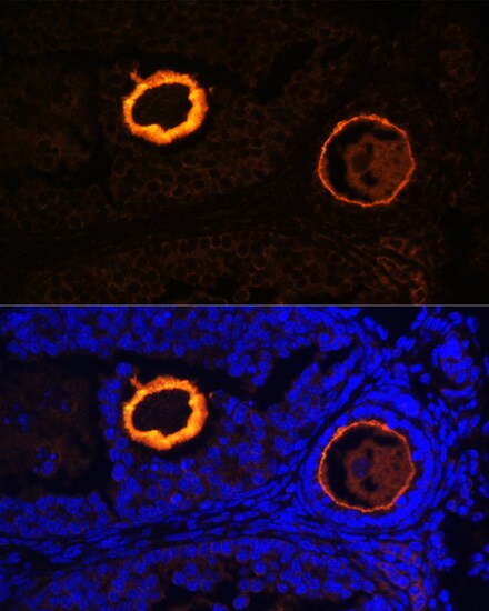 ZP3 Antibody - Azide and BSA Free