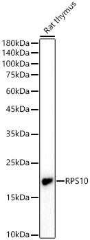 RPS10 Antibody - BSA Free