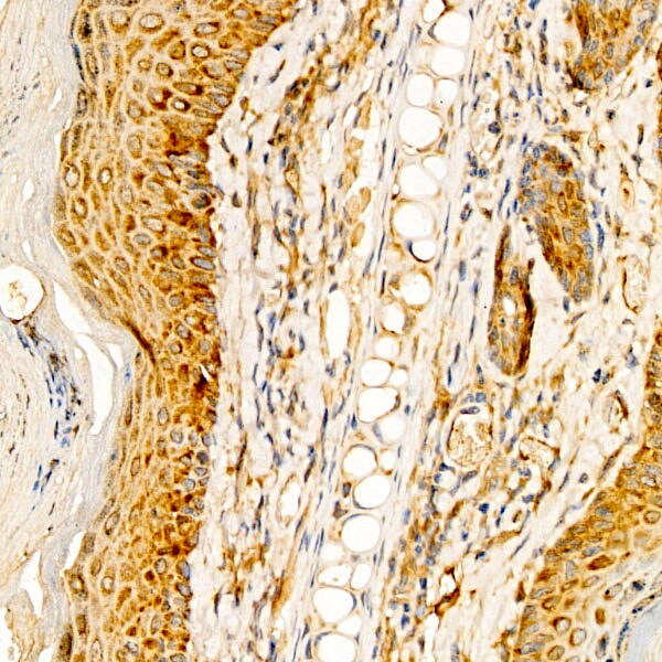 RPS10 Antibody - BSA Free