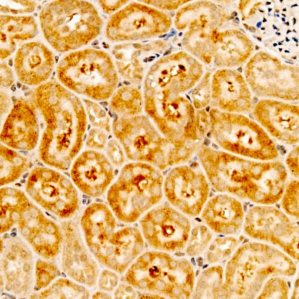RPS10 Antibody - BSA Free
