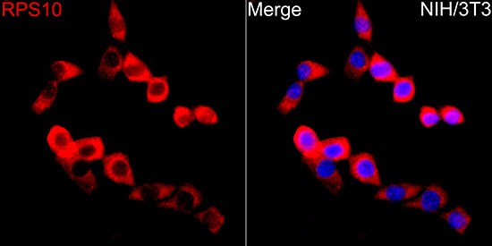 RPS10 Antibody - BSA Free