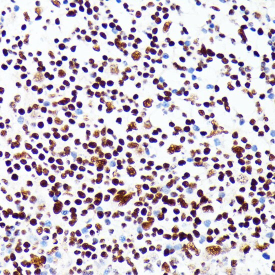 PML Protein Antibody - BSA Free