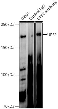 UPF2 Antibody - BSA Free