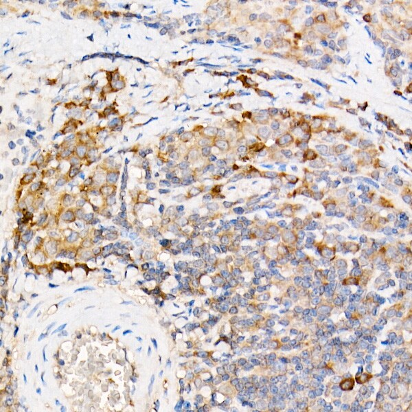 Testin Antibody - Azide and BSA Free