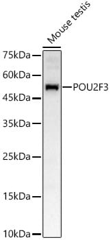 POU2F3 Antibody - BSA Free