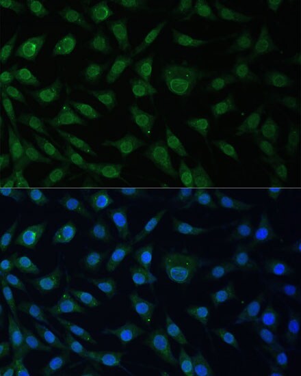 NUP214 Antibody - BSA Free