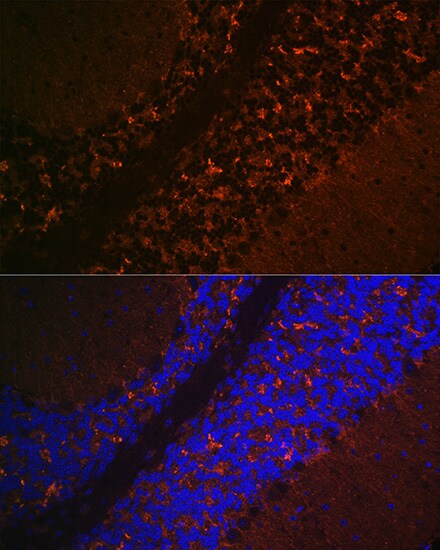 VGLUT2 Antibody - Azide and BSA Free