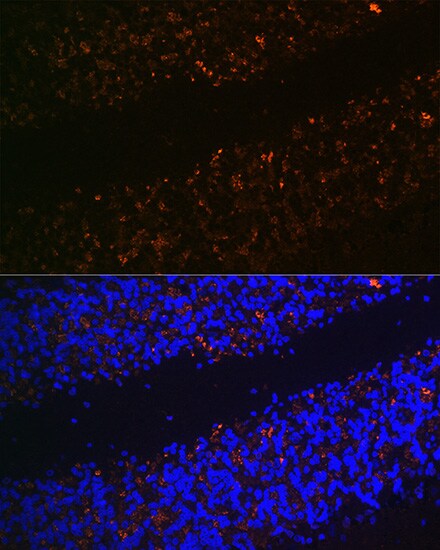 VGLUT2 Antibody - Azide and BSA Free