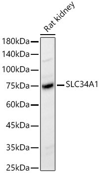 SLC34A1 Antibody - BSA Free