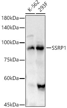 SSRP1 Antibody - Azide and BSA Free