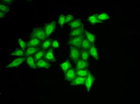 SSRP1 Antibody - Azide and BSA Free