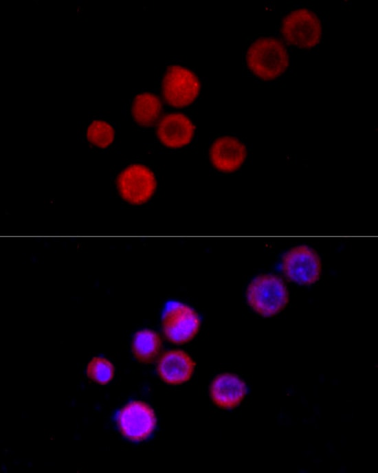TRPC5 Antibody - Azide and BSA Free