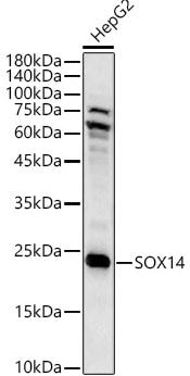 SOX14 Antibody