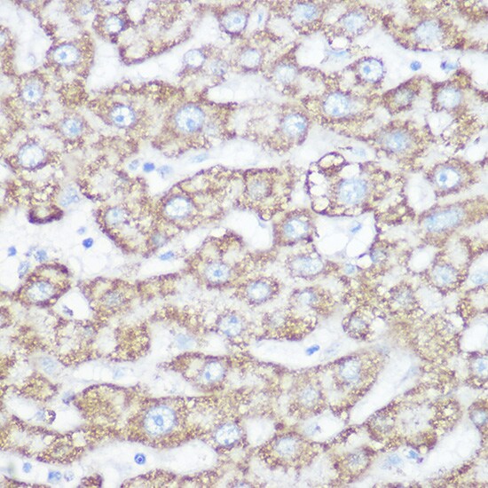 NDUFB7 Antibody - Azide and BSA Free
