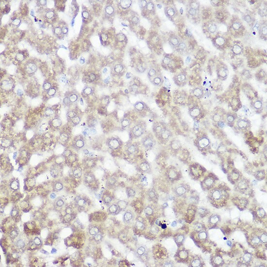 NDUFB7 Antibody - Azide and BSA Free