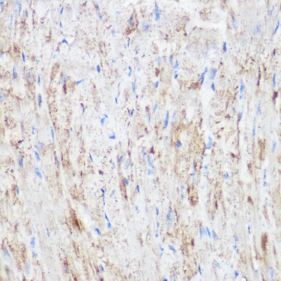 NDUFB7 Antibody - Azide and BSA Free