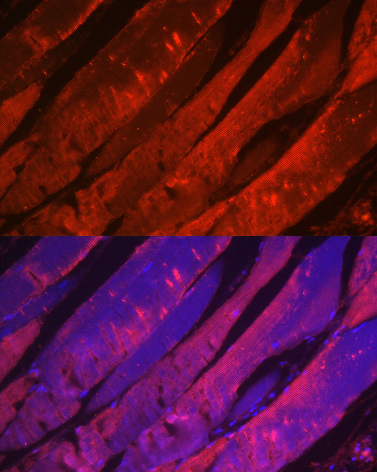 Myosin heavy chain 2 Antibody - Azide and BSA Free