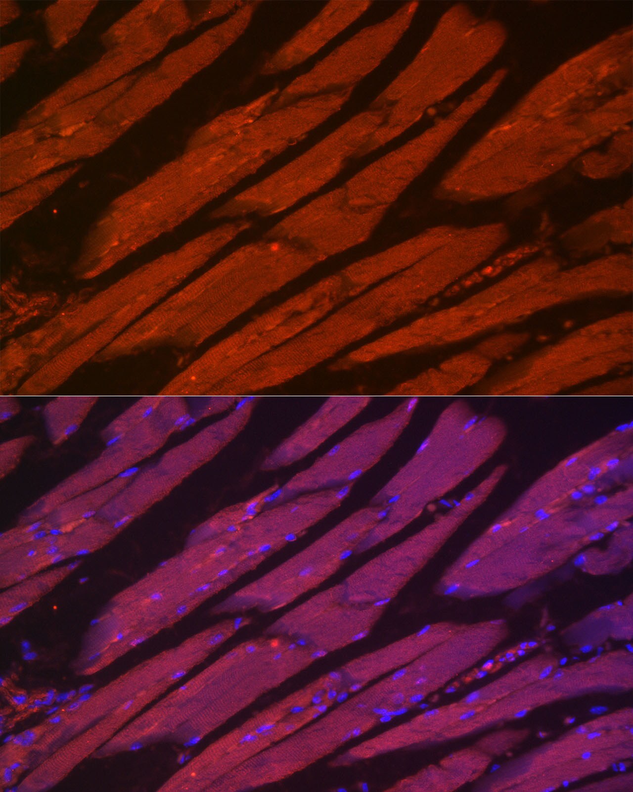 Myosin heavy chain 2 Antibody - Azide and BSA Free