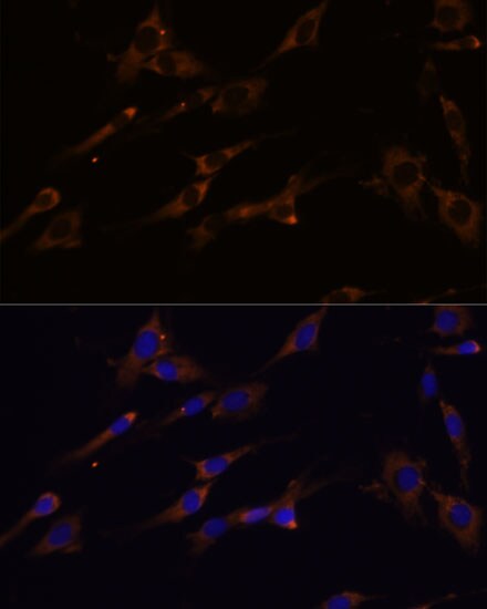 RPL7A Antibody - Azide and BSA Free