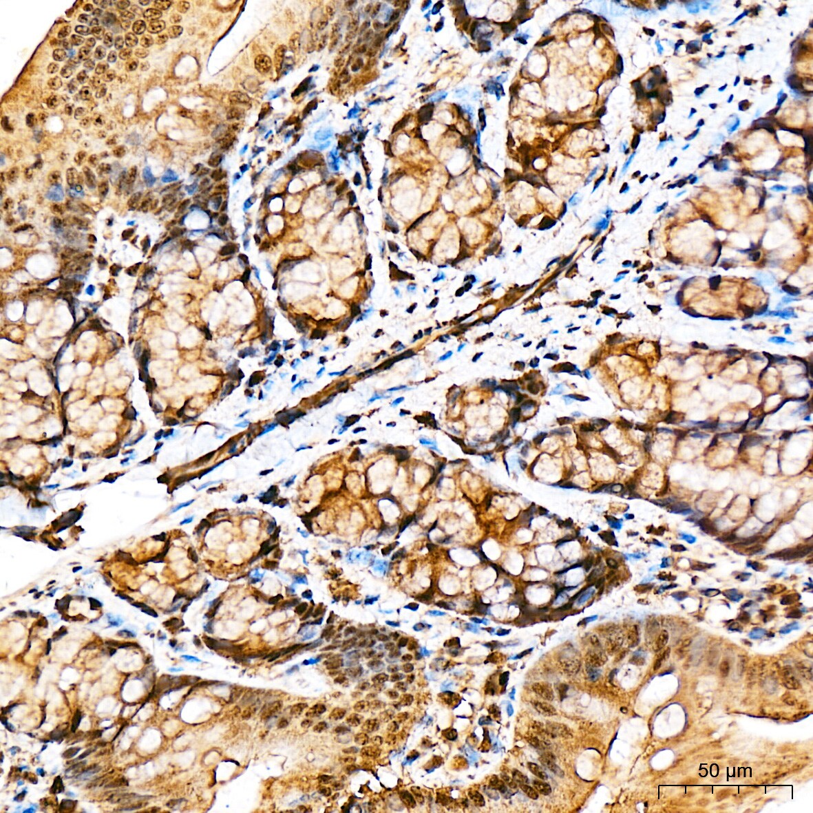 Ubiquitin C Antibody - BSA Free