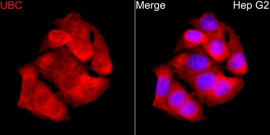 Ubiquitin C Antibody - BSA Free