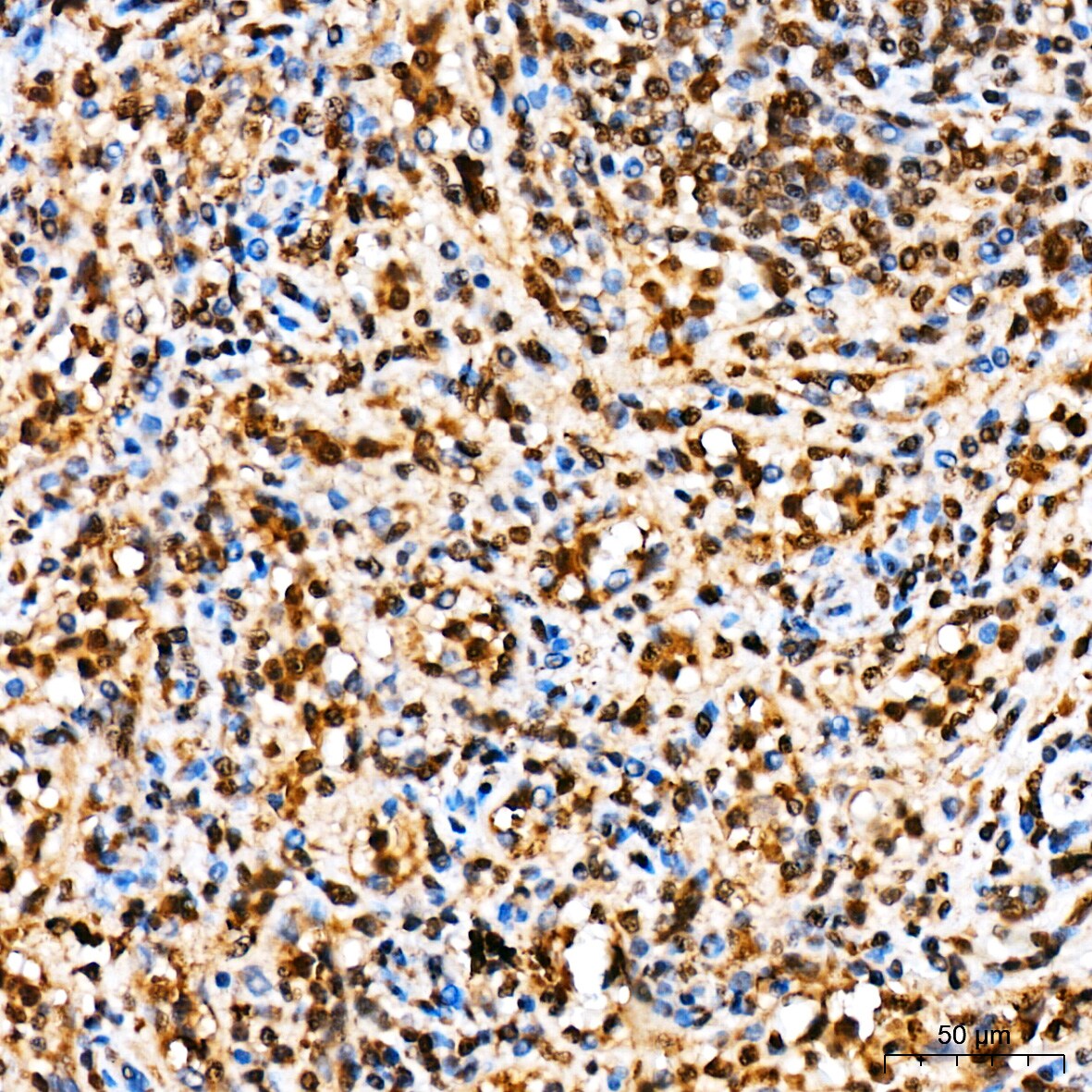 Ubiquitin C Antibody - BSA Free