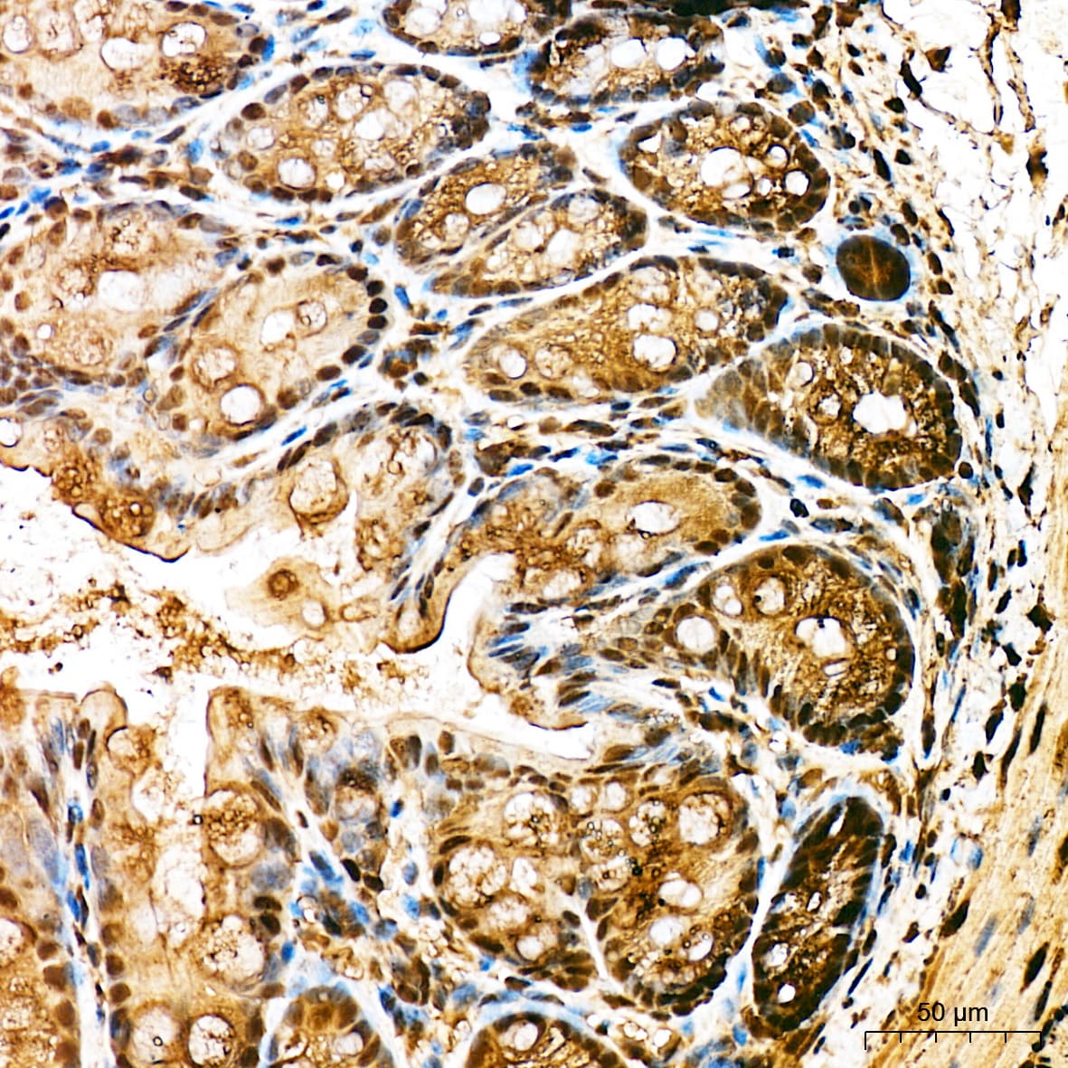 Ubiquitin C Antibody - BSA Free