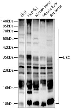 Ubiquitin C Antibody - BSA Free
