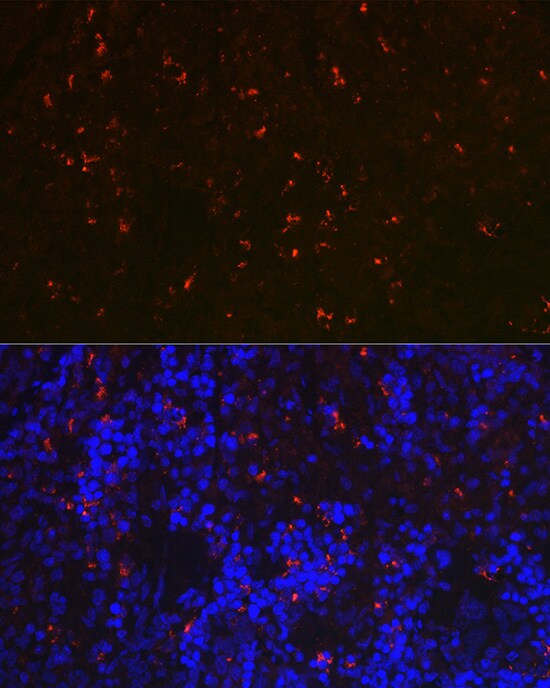 RNASE6 Antibody - Azide and BSA Free