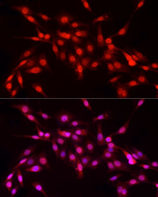 NFIA Antibody - BSA Free